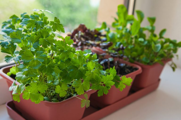bring herbs inside