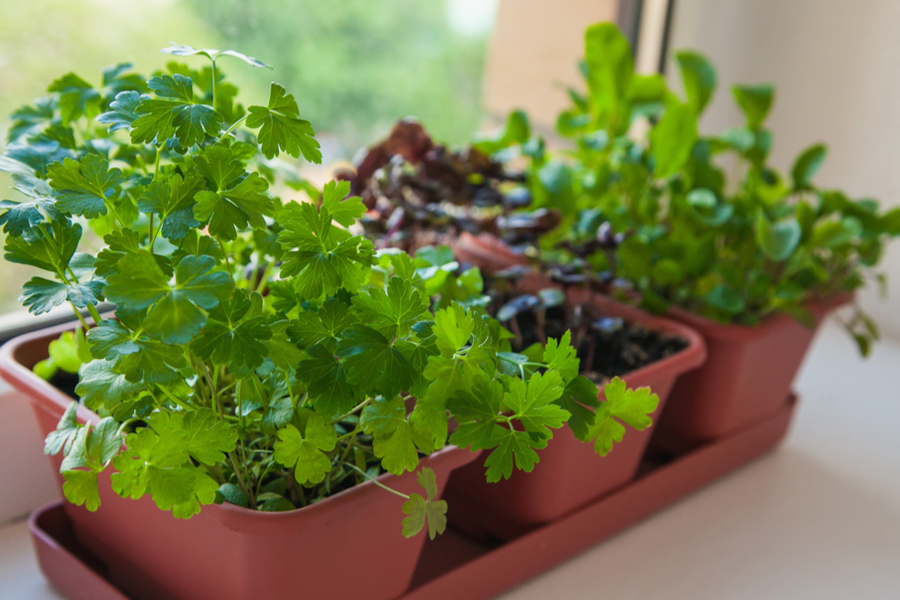 How To Bring Herbs Inside For Winter Potting Up Herbs For Winter Use!