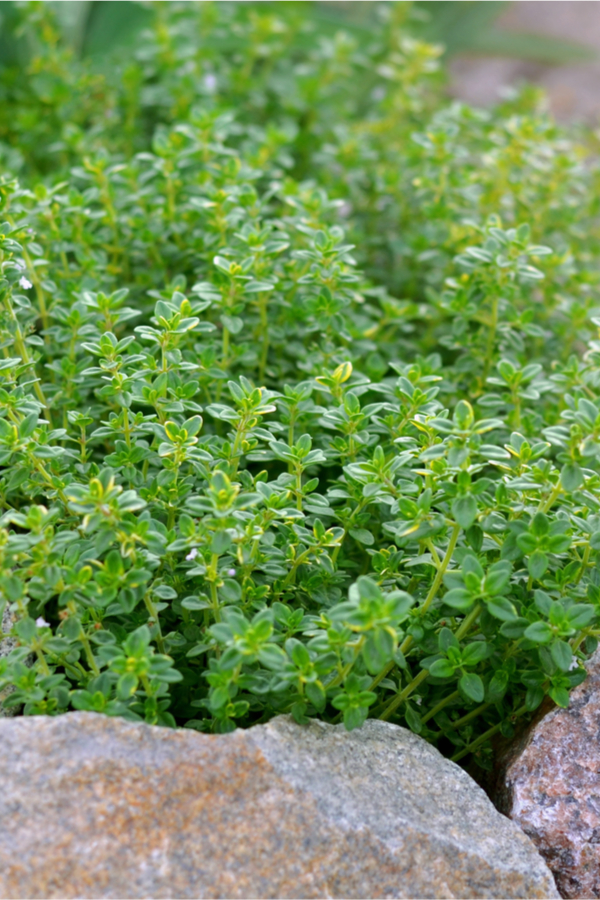 growing thyme - bringing herbs inside