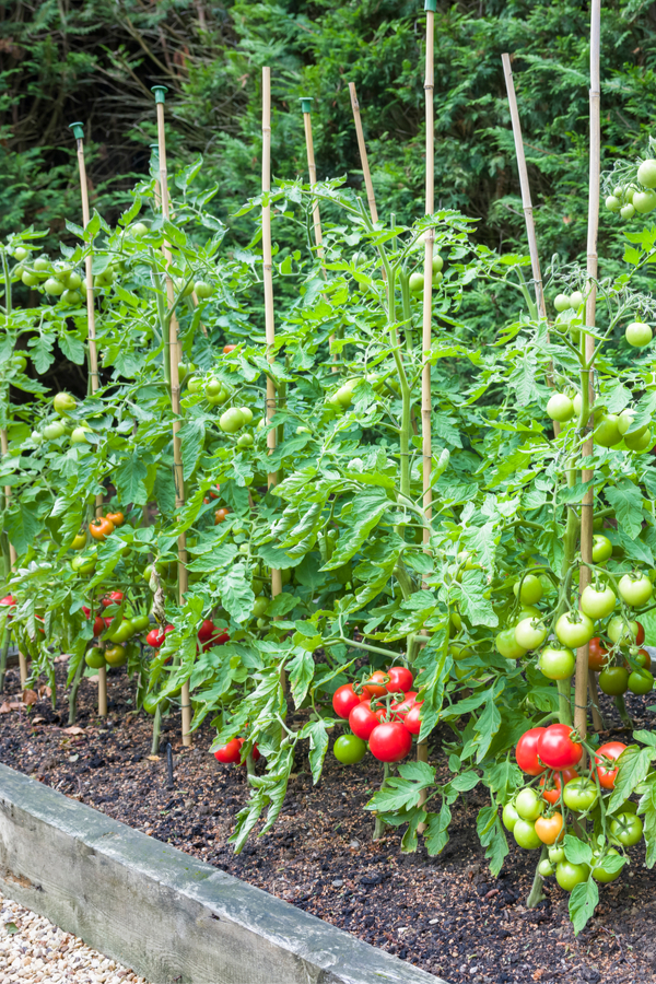 rotating crops in raised beds