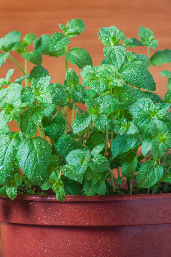 bringing herbs inside - mint