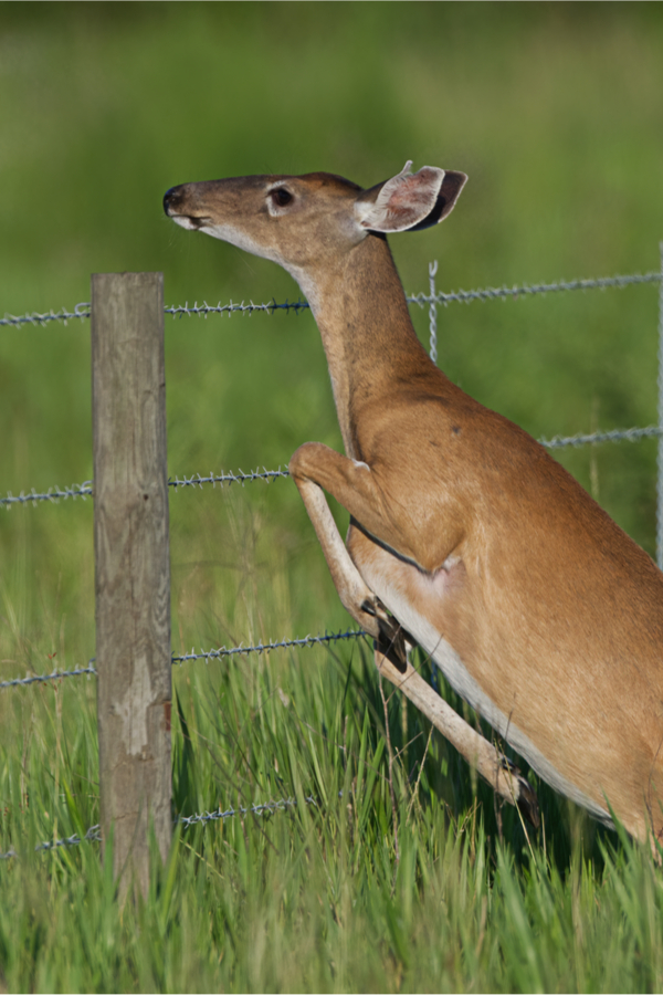 keeping deer out of the garden - build a garden fence