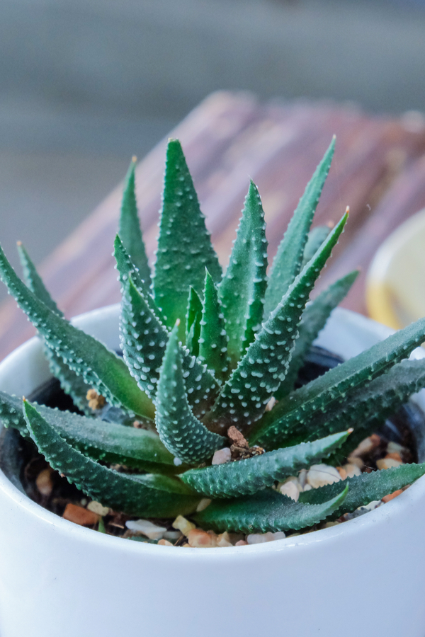 Aloe vera indoor plant