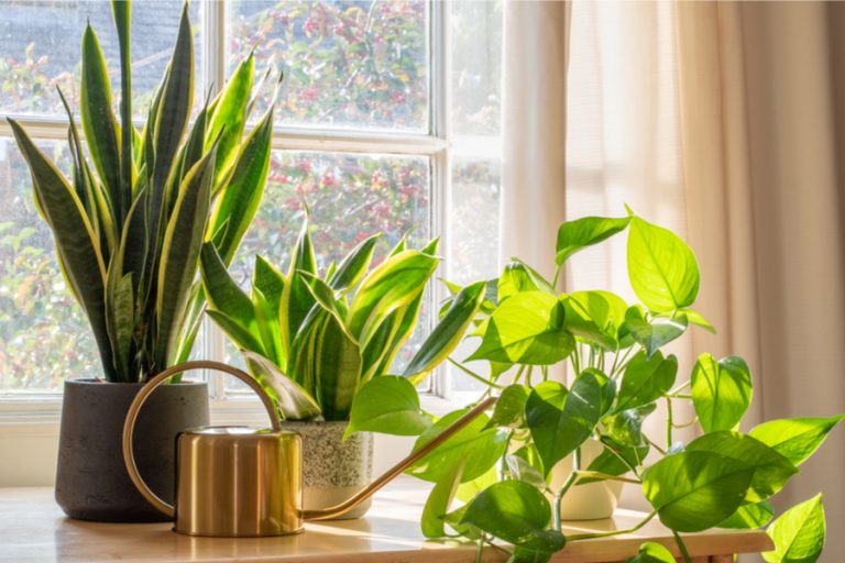 Low Maintenance House Plants 5 Great Houseplants Anyone Can Grow!