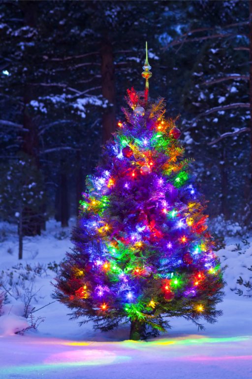 How To Keep A Live Christmas Tree Healthy - Before & After Christmas!