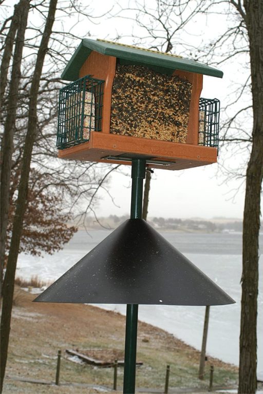 How To Protect Bird Feeders From Squirrels 3 Simple Tricks That Work!