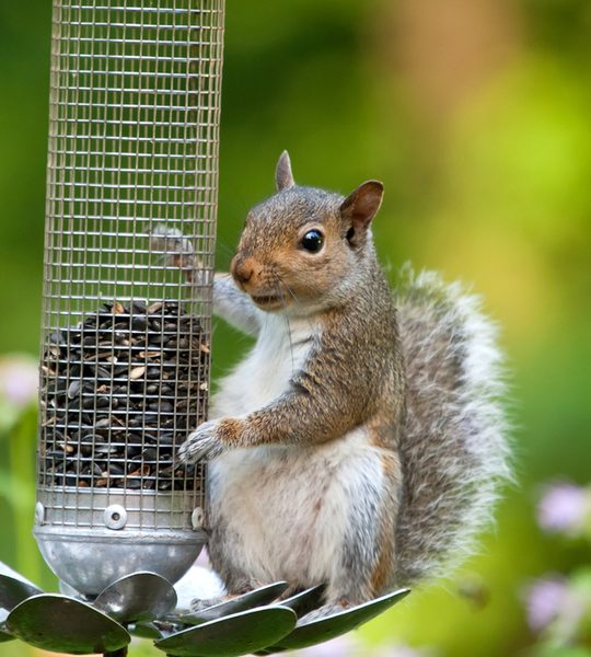protecting bird feeders from squirrels