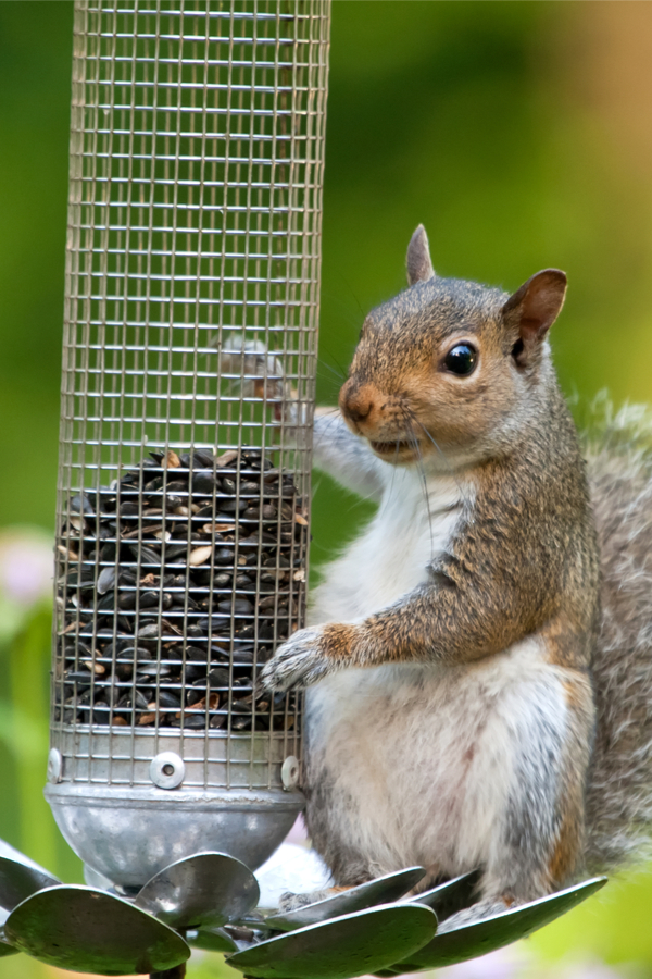 squirrels and bird feeders