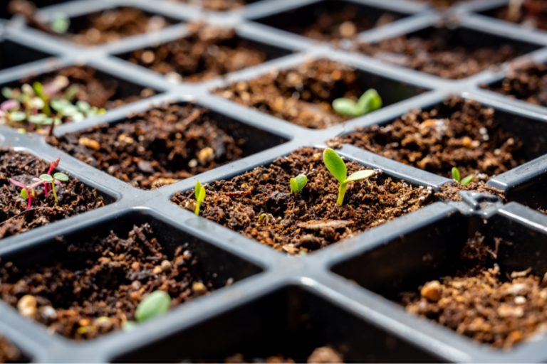 when to start seeds indoors
