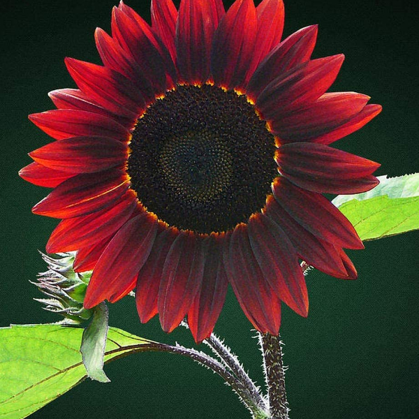 chocolate cherry sunflower - interesting plants
