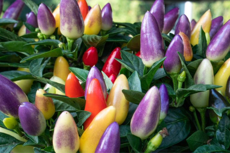 Chinese Hot Pepper - 5 Color
