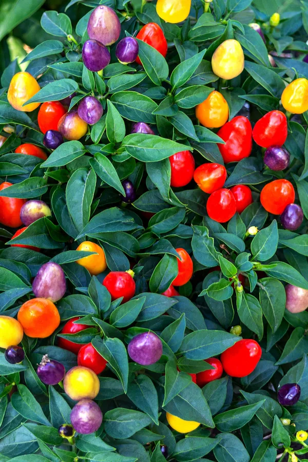 The Chinese 5 Color Pepper - How To Grow The Best Hot Pepper Plant!