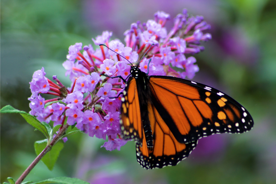 How To Attract Pollinators - 7 Gorgeous Plants Bees And Butterflies Love!