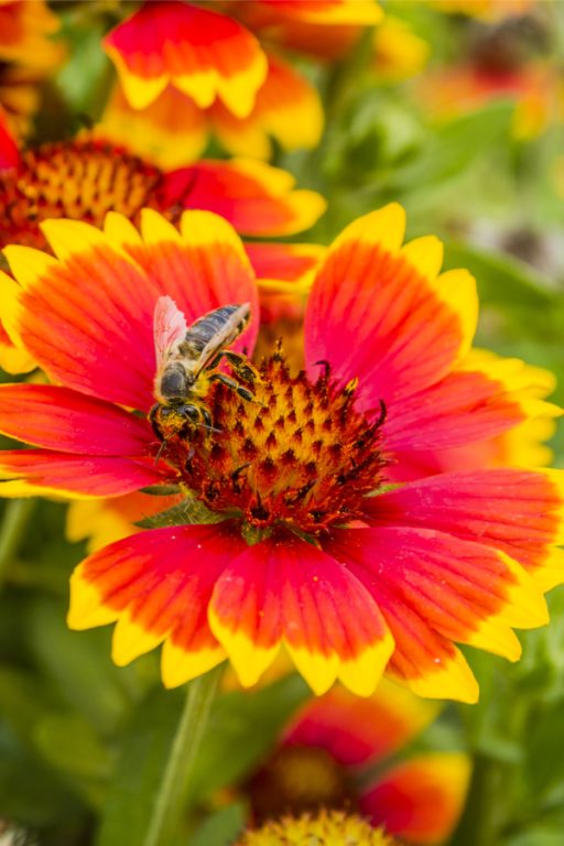 How To Attract Pollinators - 7 Gorgeous Plants Bees And Butterflies Love!