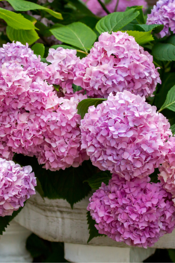 caring for hydrangeas in the spring - How To Help Hydrangeas Bloom