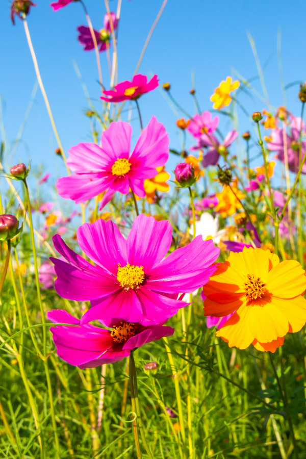 pollinator plants - cosmos - 7 incredibly beautiful plants that bees, butterflies and other pollinators love!
