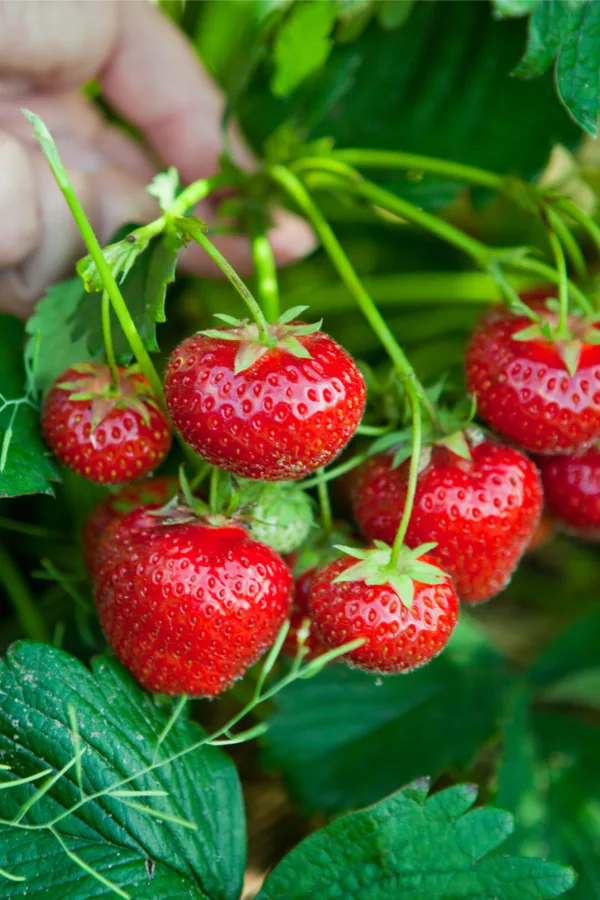 growing everbearing strawberries