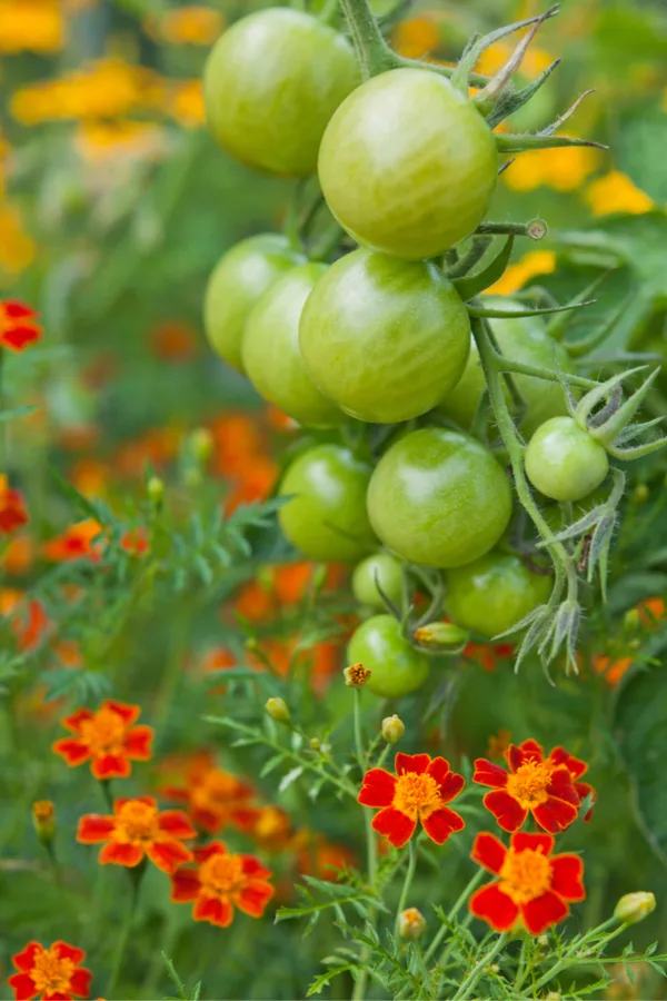 tomatoes and marigolds