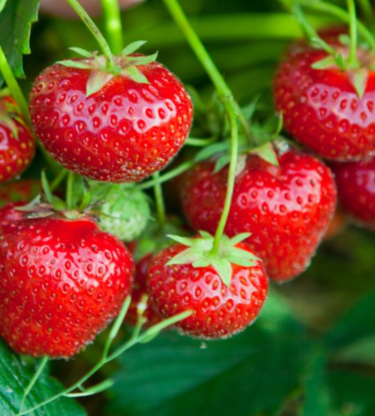 how to grow everbearing strawberries
