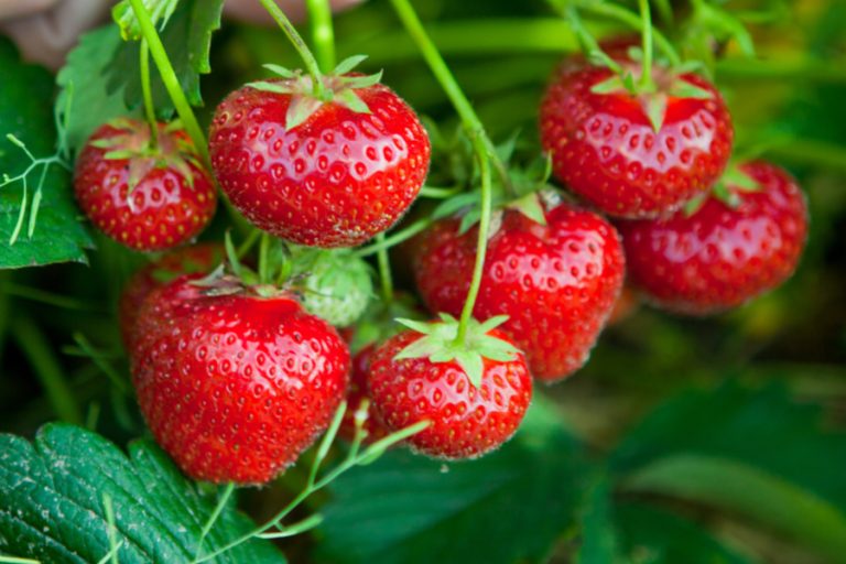 how to grow everbearing strawberries
