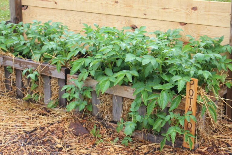 The Easiest Way To Grow Potatoes - How To Grow Potatoes In Crates!