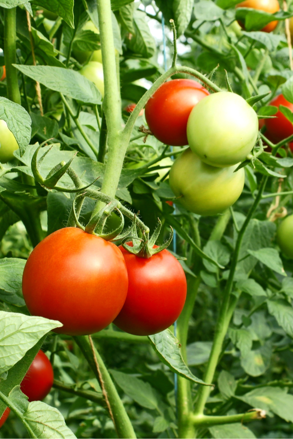 healthy tomato plants