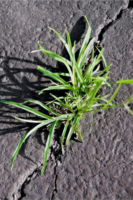 How To Stop Weeds In Driveways, Paths & More 3 Safe Ways That Work!