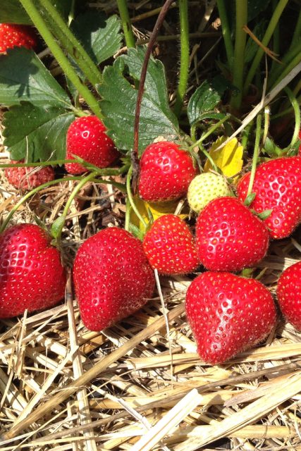 How To Grow Everbearing Strawberries - Grow Strawberries All Summer!