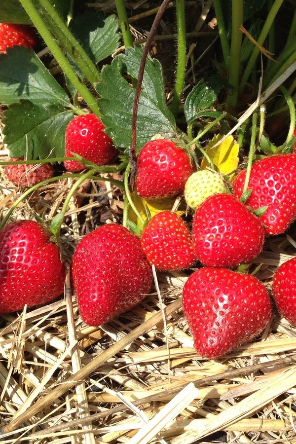 how to mulch everbearing strawberries