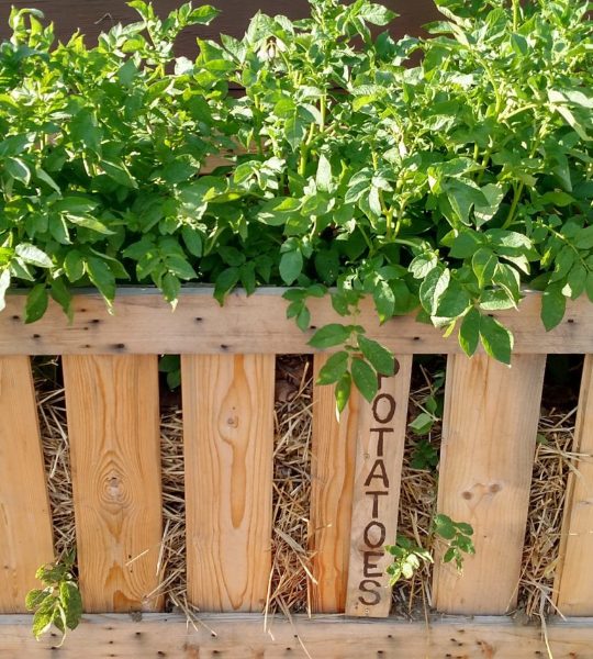 how to grow potatoes - in crates