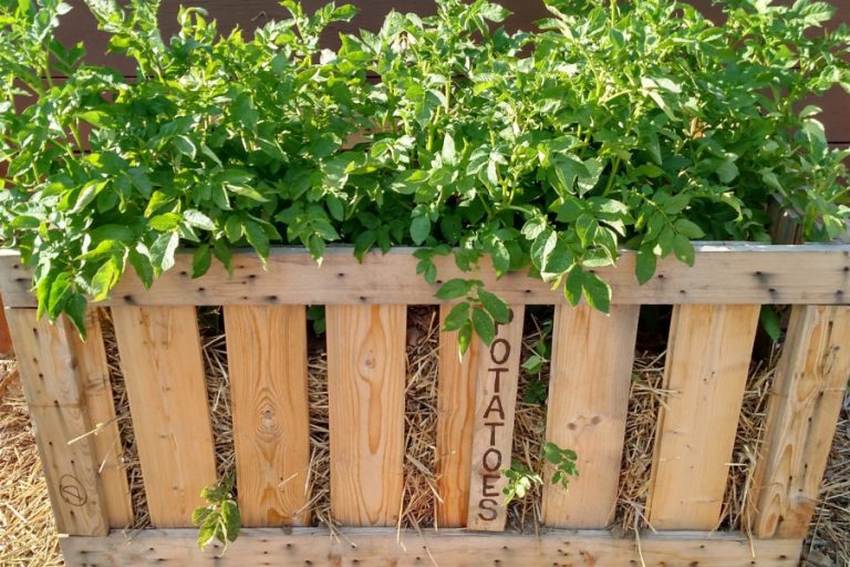how to grow potatoes - in crates