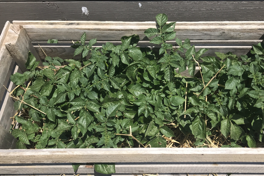 growing potatoes with ease
