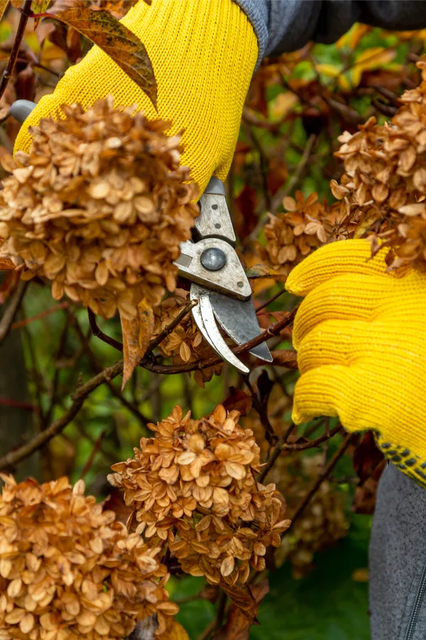 when to prune - How To Help Hydrangeas Bloom
