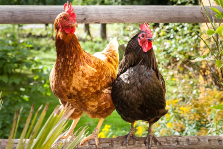 chickens and gardening