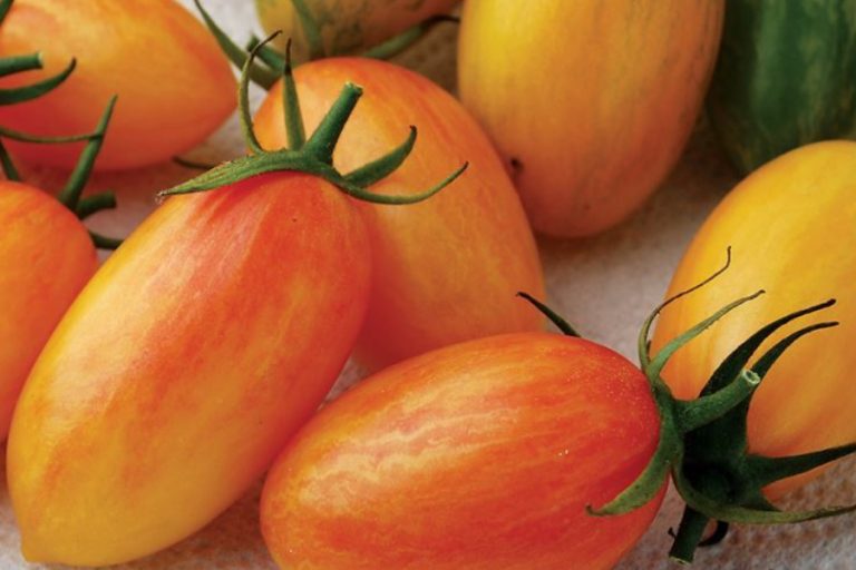 artisan tomato