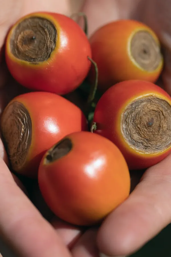 tomato blight - keep tomato plants healthy