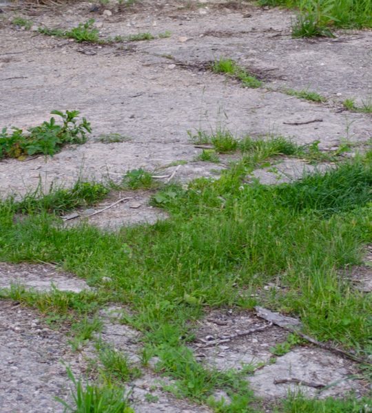 how to stop weeds in driveways