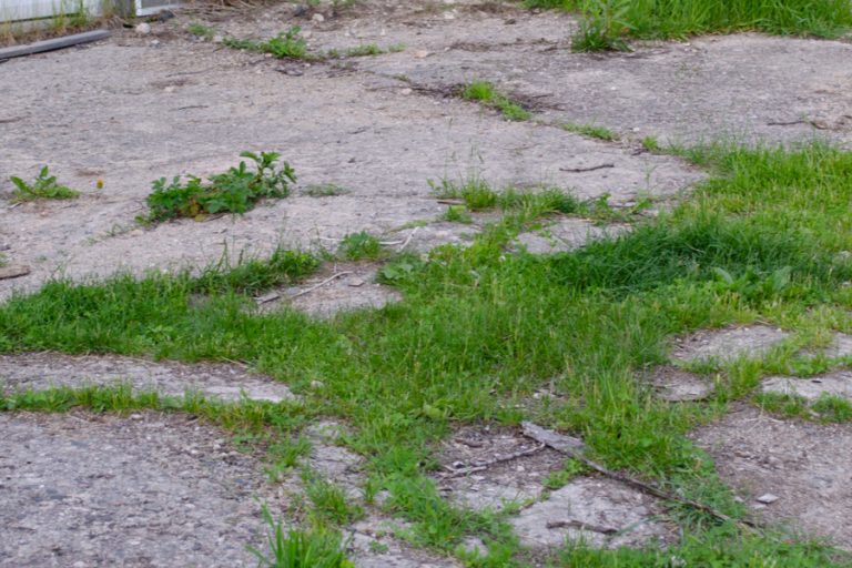 how to stop weeds in driveways