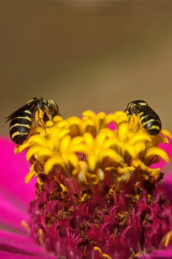 zinnias attract pollinators - 7 incredibly beautiful plants that bees, butterflies and other pollinators love!