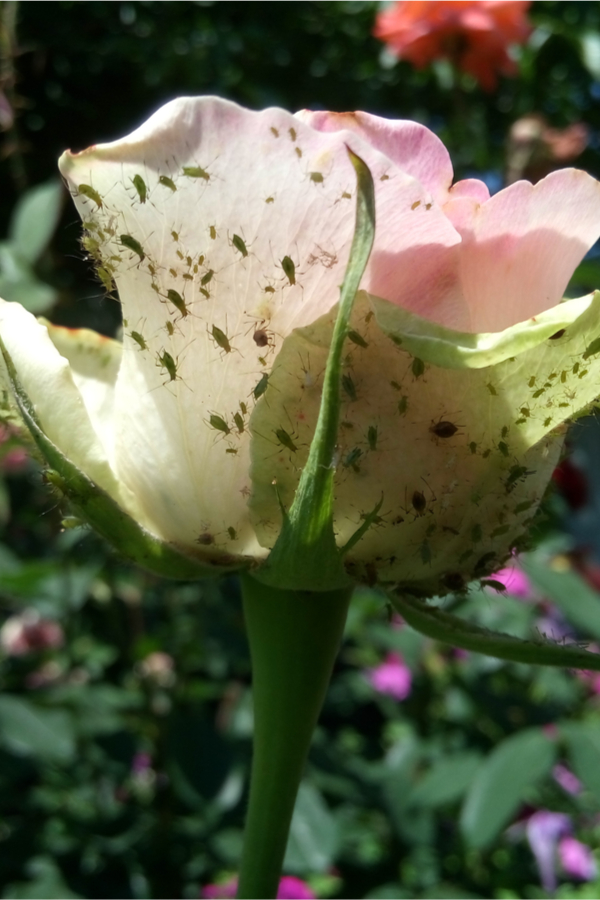 aphids on a rose bloom