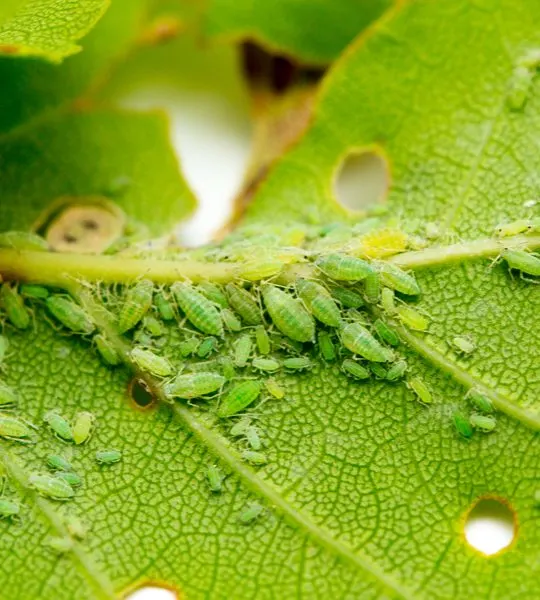 how to eliminate aphids