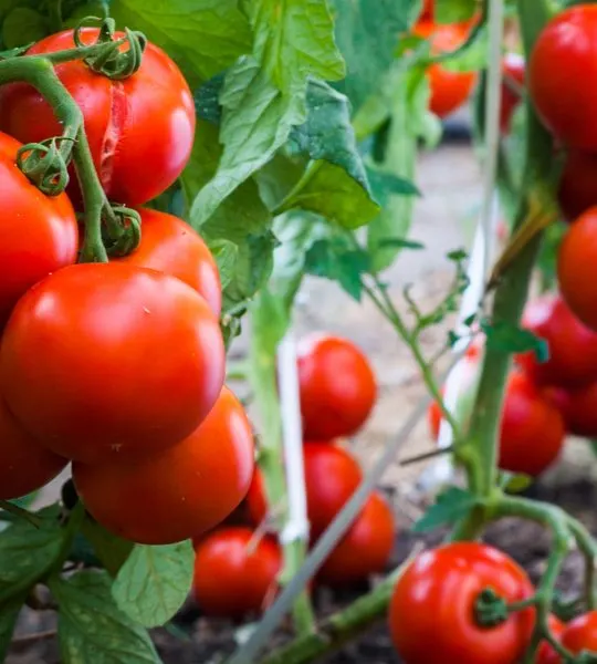 grow healthy tomato plants
