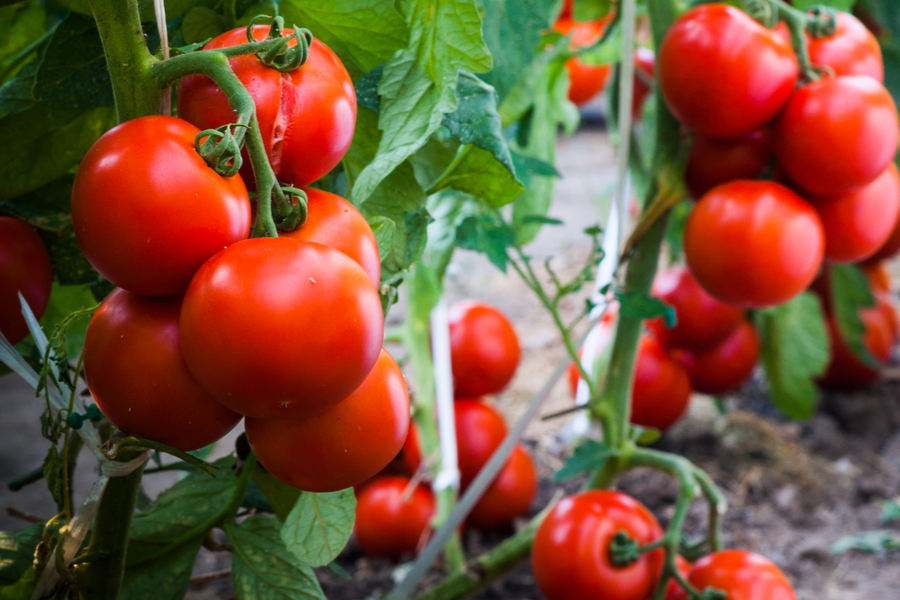 How To Grow Healthy Tomato Plants! 6 Simple Secrets To A Big Harvest