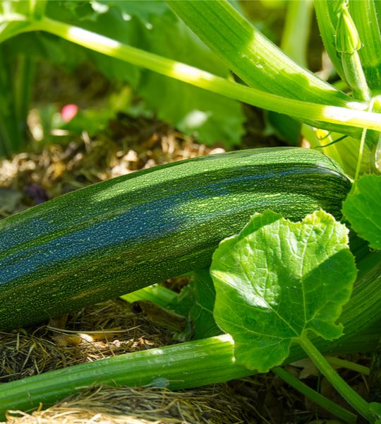 secrets to growing zucchini