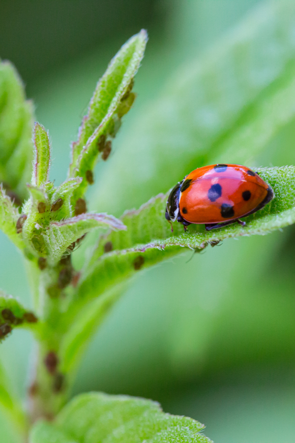 how to eliminate aphids