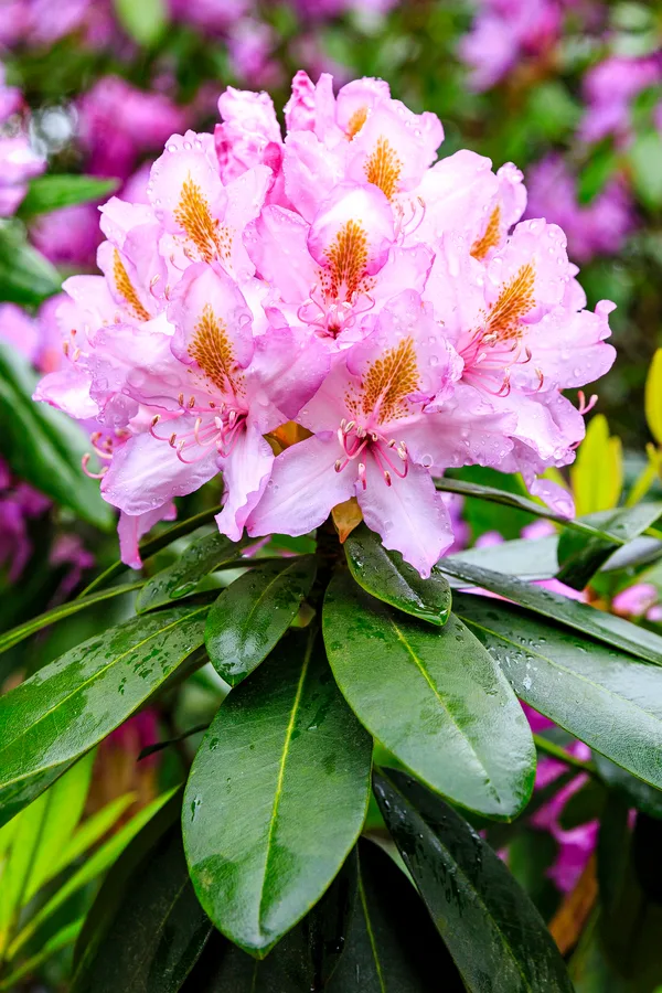 bloooming rhododendron