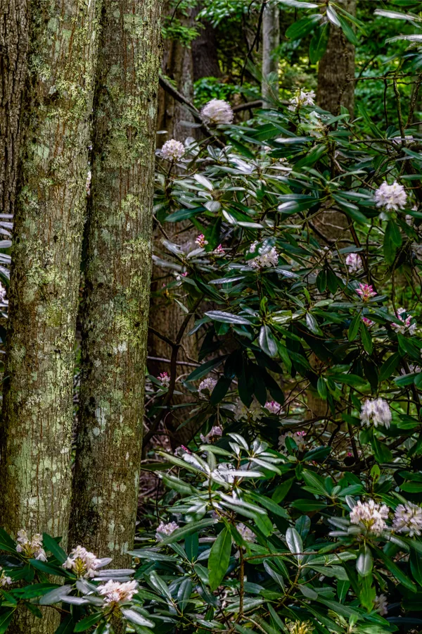 where to plant rhododendrons
