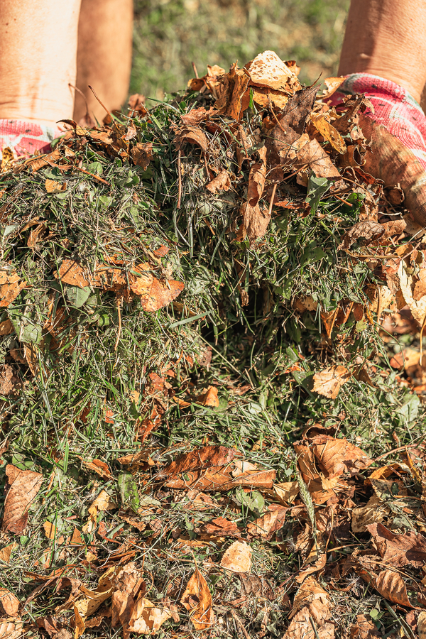 shredded leaves and grass clippings