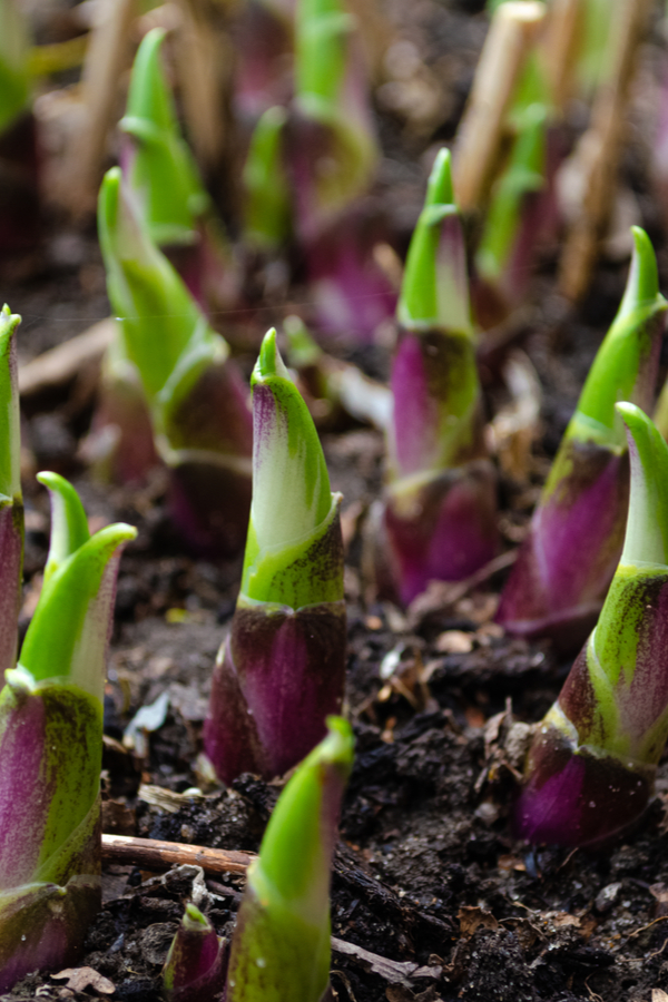 spring hosta care - dividing and transplanting, and how to fertilize hostas