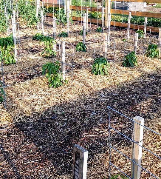 creating a raised row garden